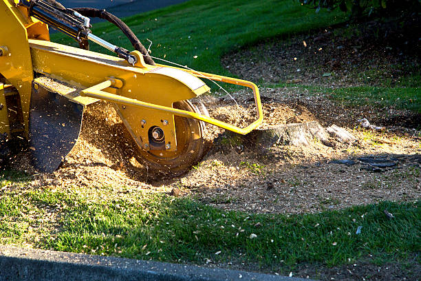 Large Tree Removal in Lawton, OK